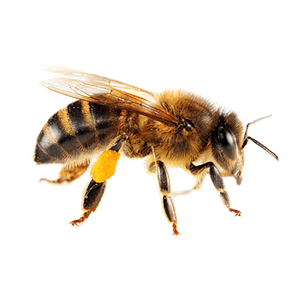 Bee PNG-74700